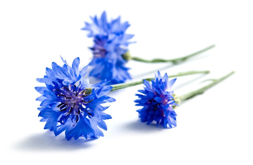 Des Bleuets (fleurs)