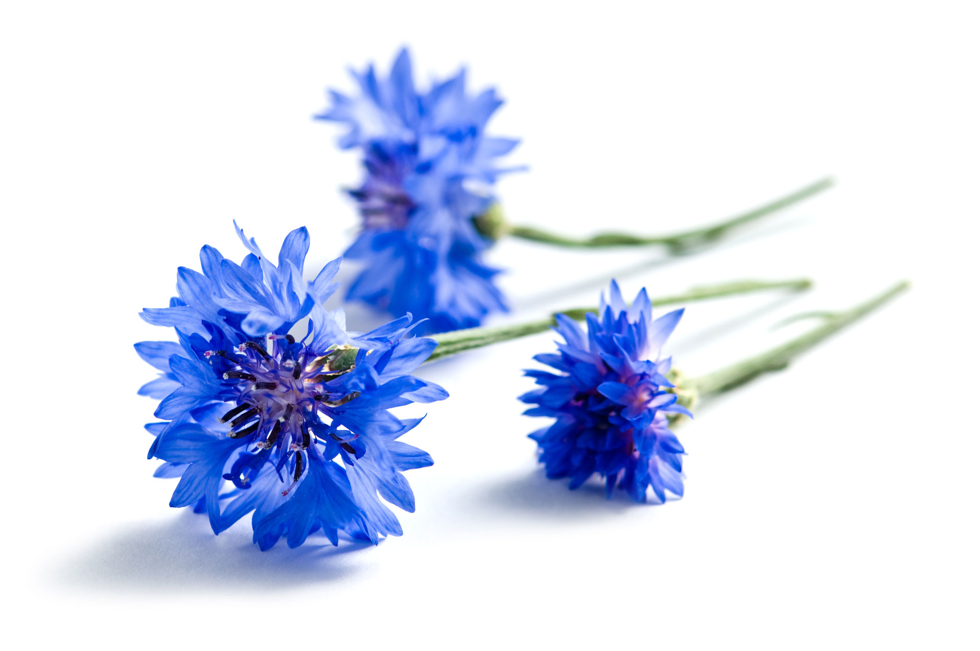 Des Bleuets (fleurs)